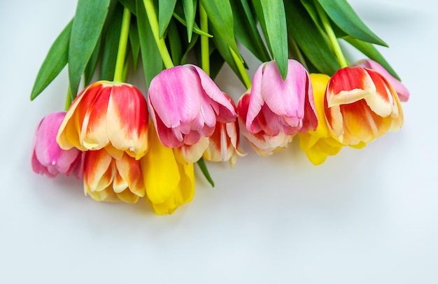 Flowers tulips on a white background Selective focus