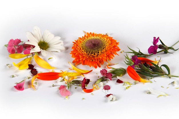 Flowers of various colors on a white background Spring background abstract texture