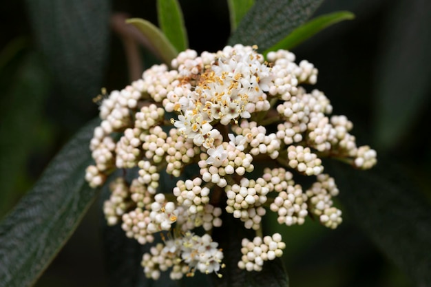 Flowers of Viburnum rhytidophyllum leatherleaf viburnum An inflorescence of small beautiful white flowers on a branch selective focus Spring flower background