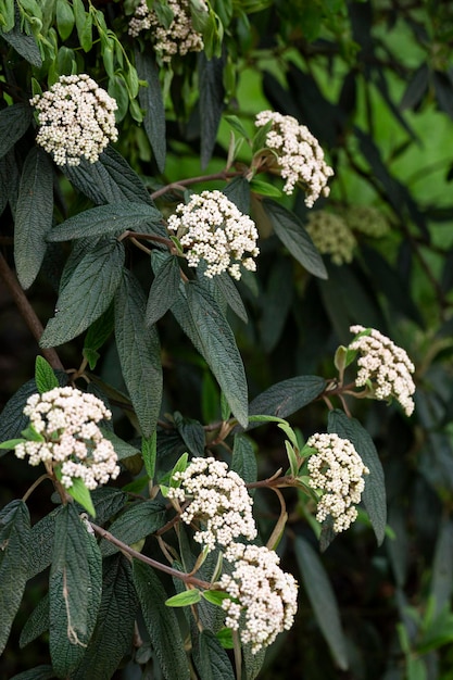 Flowers of Viburnum rhytidophyllum leatherleaf viburnum An inflorescence of small beautiful white flowers on a branch selective focus Spring flower background