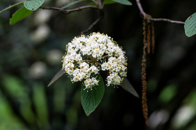 Flowers of Viburnum rhytidophyllum leatherleaf viburnum An inflorescence of small beautiful white flowers on a branch selective focus Spring flower background