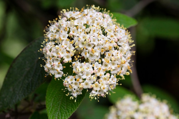 Flowers of Viburnum rhytidophyllum leatherleaf viburnum An inflorescence of small beautiful white flowers on a branch selective focus Spring flower background