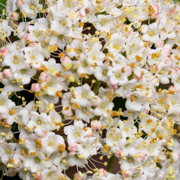 Flowers of Viburnum rhytidophyllum leatherleaf viburnum An inflorescence of small beautiful white flowers on a branch selective focus Spring flower background