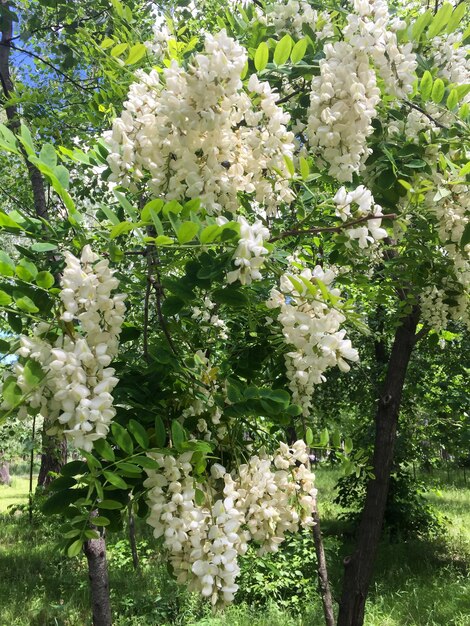 Flowers white acacia Nature background Closeup Location vertical