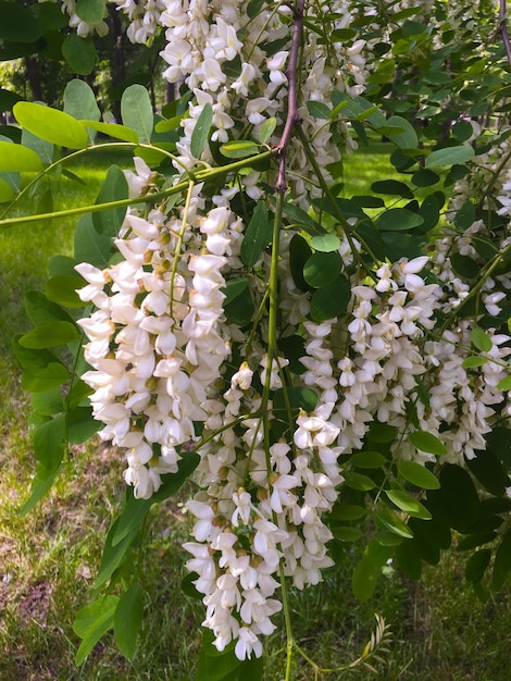 Flowers white acacia Nature background Closeup Location vertical