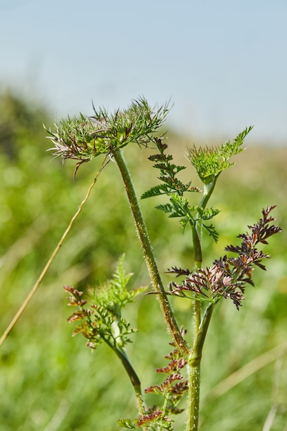 Flowers Wild Carrot bloom against green field and blue sky in high definition.