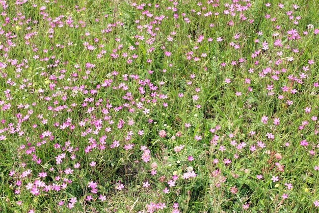 Flowers of wild pink carnation in the field