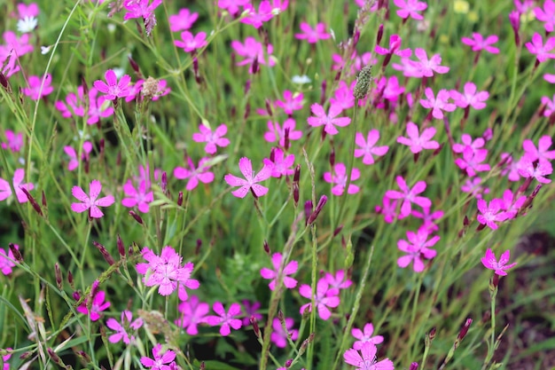 Flowers of wild pink carnation in the field