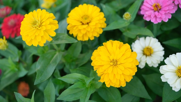 Flowers of yellow annual dahlias in garden