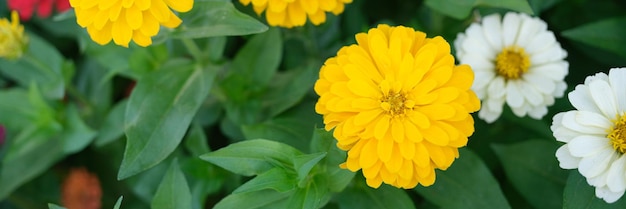 Flowers of yellow annual dahlias in garden