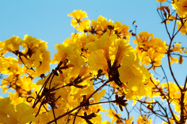 The flowers of the yellow ipe It is a species of tree of the genus Handroanthus