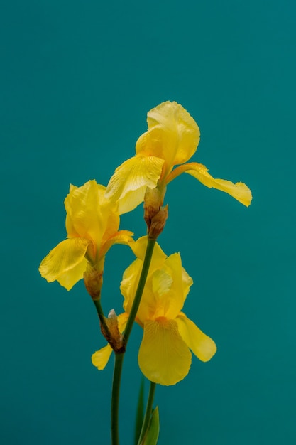 Flowers yellow irises on a green background close up