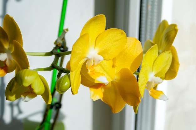 Flowers of yellow orchid phalaenopsis standing on the windowsill on a bright sunny day Selective focus Closeup view Blurred background