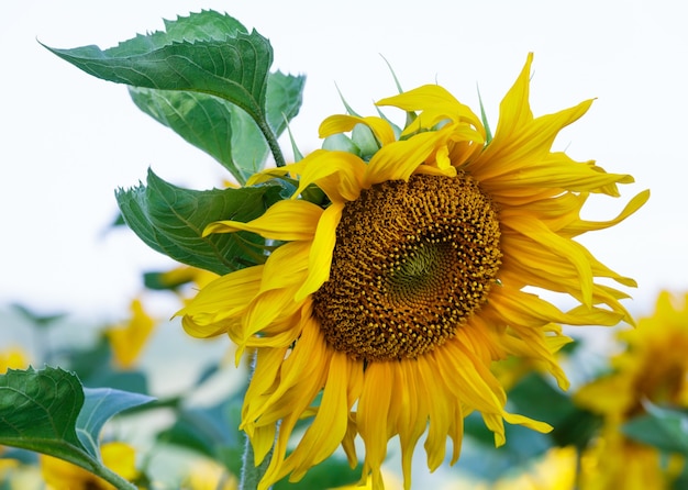 Flowers of yellow sunflowers closeup