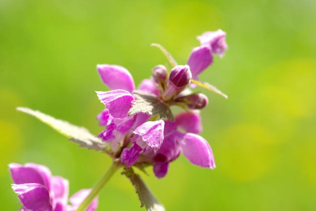 Flowers