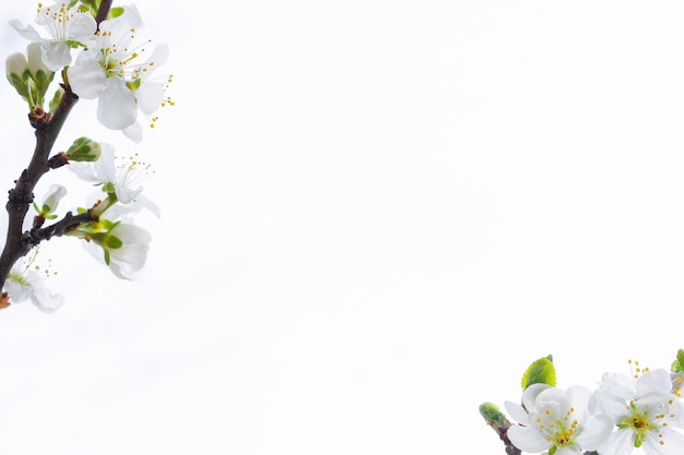 Flowerscape of apple tree branches in spring on a white background