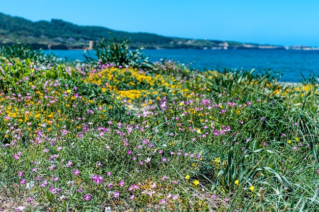 Flowery meadow in spring