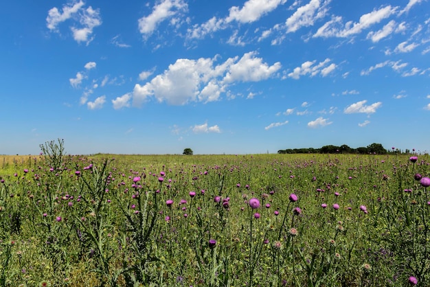 Flowery summer landscape in Pampas Province Patagonia Argentina