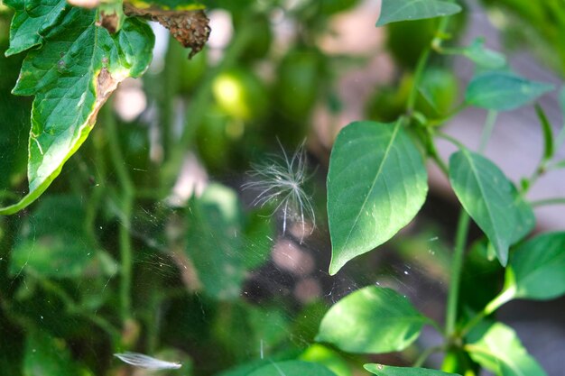 Fluff and cobwebs on leaves on a summer day