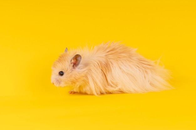 Fluffy angora hamster on a yellow background