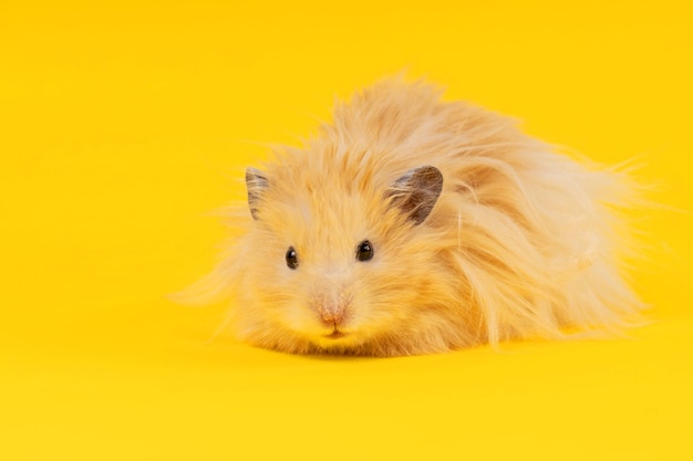 Fluffy angora hamster on a yellow background