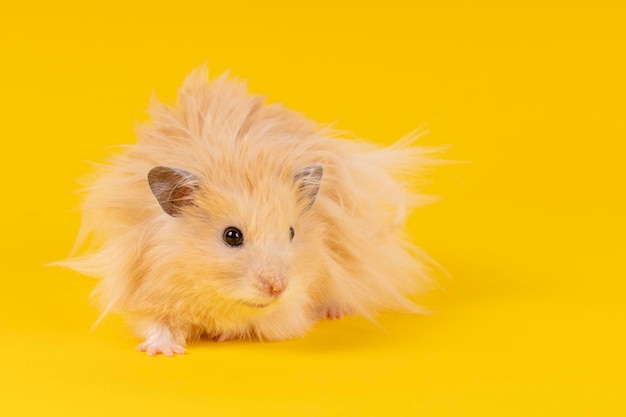 Fluffy angora hamster on a yellow background