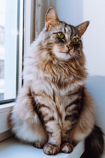 Fluffy beautiful Maine Coon cat sits on windowsill