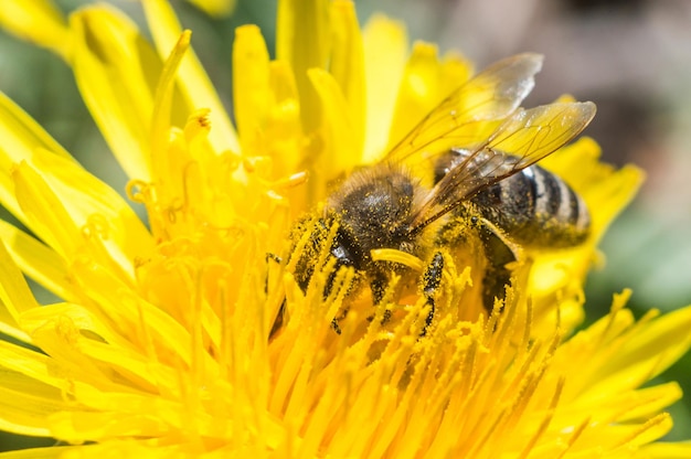 Fluffy bee in macro on a yellow dandelionBee collecting pollen Headeyes wings and body in focus