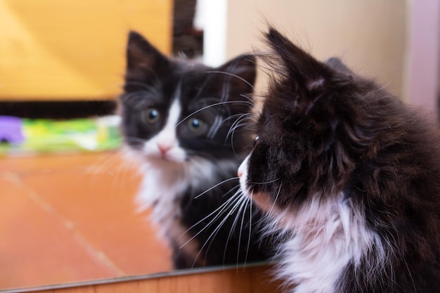 Fluffy black kitten looks in the mirror