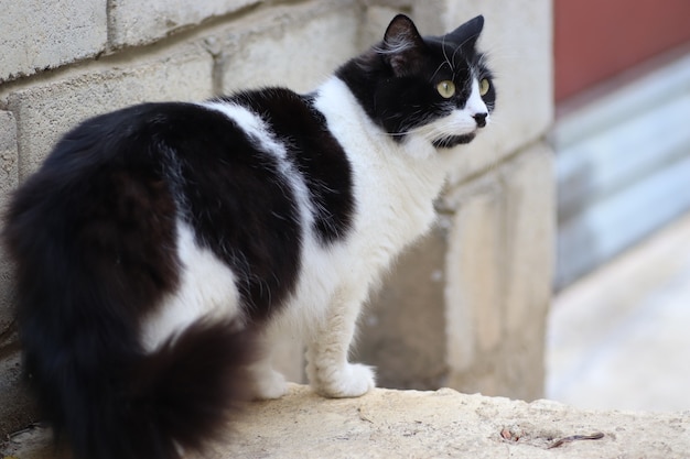 fluffy black and white cat on a bright day stands on the stairs crosseyed big green eyes