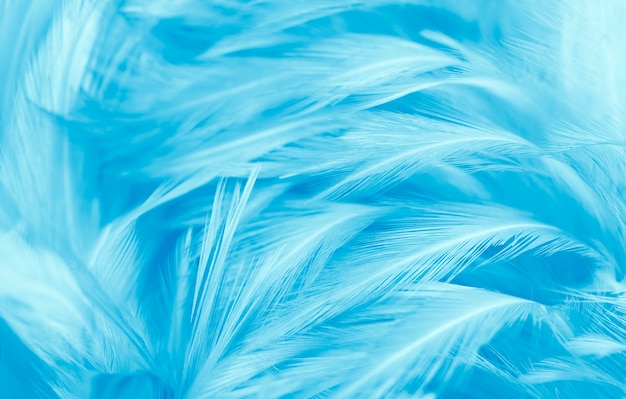 Fluffy blue feathers texture