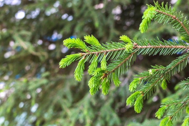 Fluffy branch of a fir tree in a city park, copy space.