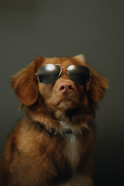 Fluffy brown Nova Scotia Duck Tolling Retriever in black sunglasses. Grey background. Selective focus. Dog in glasses. Friendship with pets.