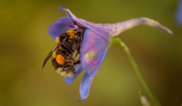 A fluffy bumblebee climbs inside a blue delphinion flower Pollination insects in the wild