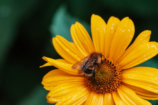 Fluffy bumblebee on juicy yellow flower. Pollination of beautiful flowering topinambur.