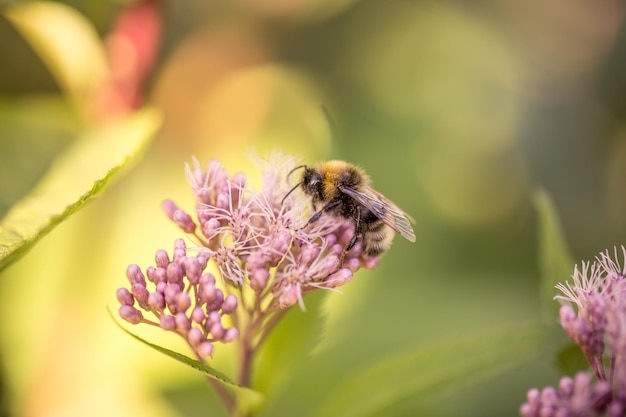 Fluffy bumblebee on pink flowers in the garden Pollination insects in the wild