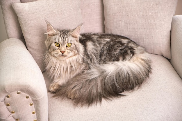 The fluffy cat lies on the windowsill and looks into the camera A young cat with yellow eyes