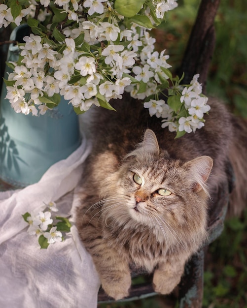 Photo a fluffy cat sits on a chair next to a vase with a spring bouquet in the garden spring still life