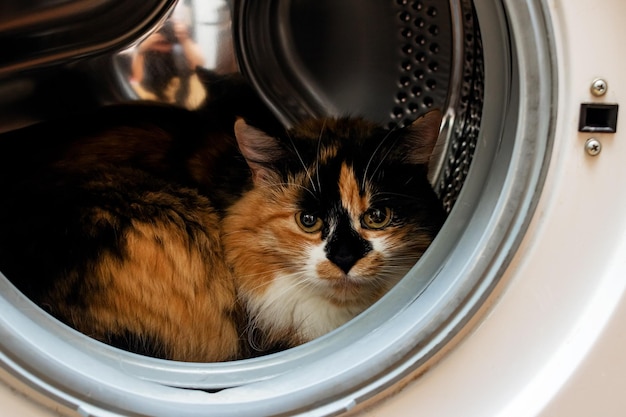 Fluffy cat sits in the washing machine