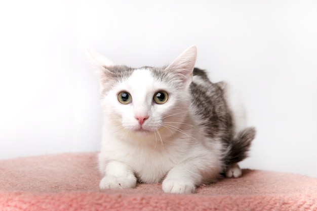 fluffy cat on a white background