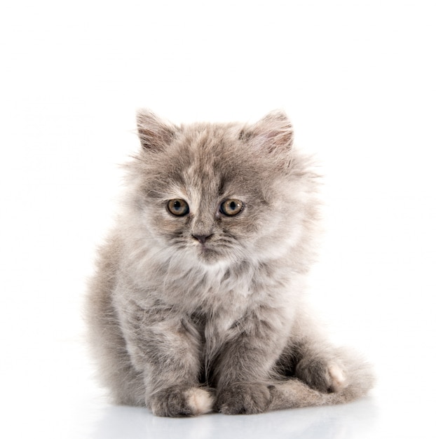 Fluffy Cat on white