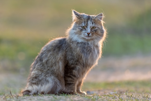 Fluffy cat with long fur sits in the grass in the evening