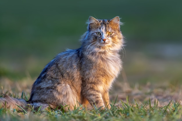 Fluffy cat with long fur sits in the grass in the evening