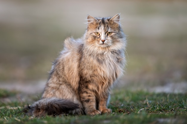 Fluffy cat with long fur sits in the grass in the evening