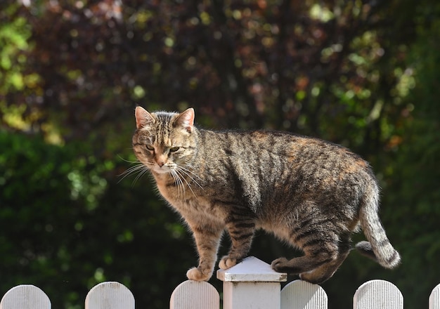 fluffy cat on the wooden fence in spring day Adorable bokeh with green leaves rural cat