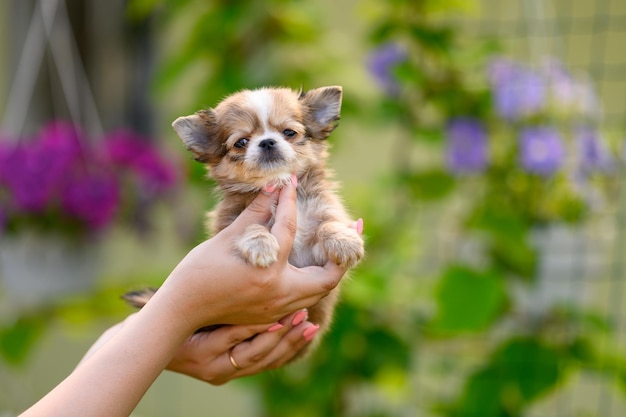 Fluffy Chihuahua Puppy Sits in his Hands Against Background of Pink Petunia in Garden Copy space