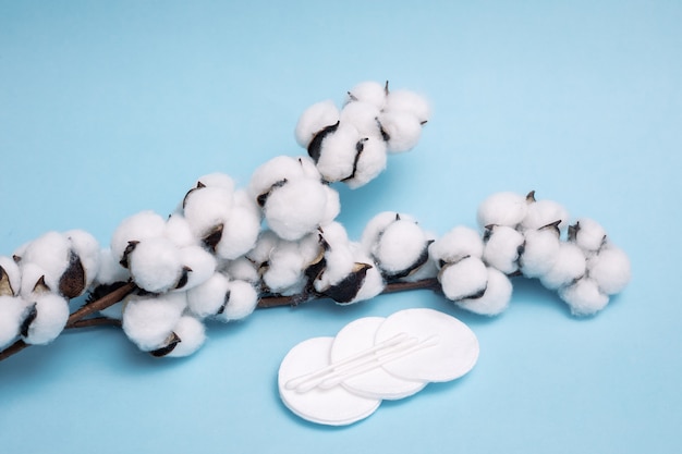 Photo fluffy cotton pads with cotton balls with a dry branch with flowers on blue