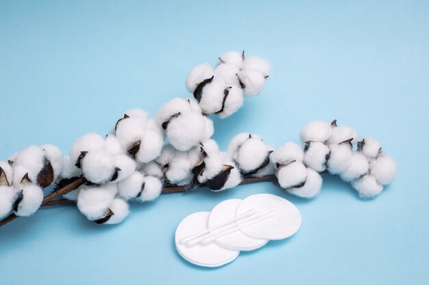 Photo fluffy cotton pads with cotton balls with a dry branch with flowers on blue