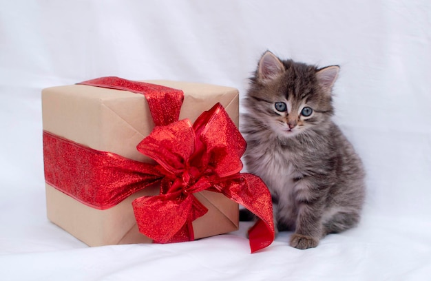 Fluffy cute, gray kitten is sitting next to a gift on a white background. The little cat looks at the box. Taking care of our little pets.