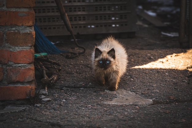 Photo fluffy and cute stray kitten on the backyard homeless animals on the street concept background photo